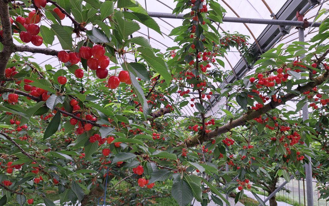 ホームページを開設しました