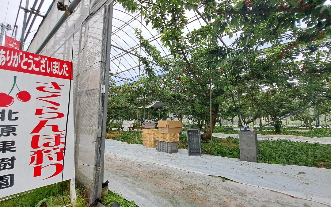 サクランボ狩り(開園時期・料金など)